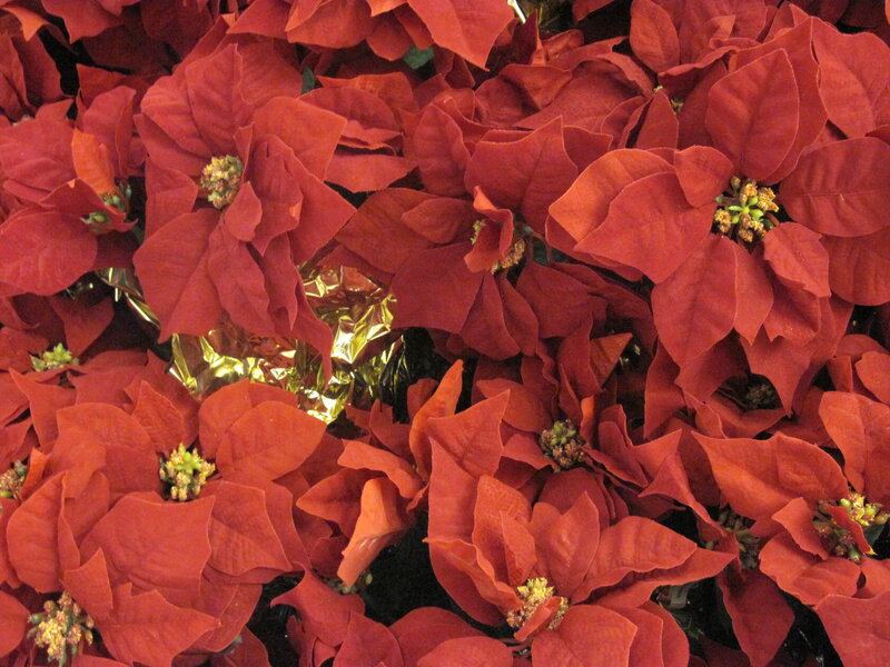 Red Poinsettia Flowers — Festive, Photograph, Foliage