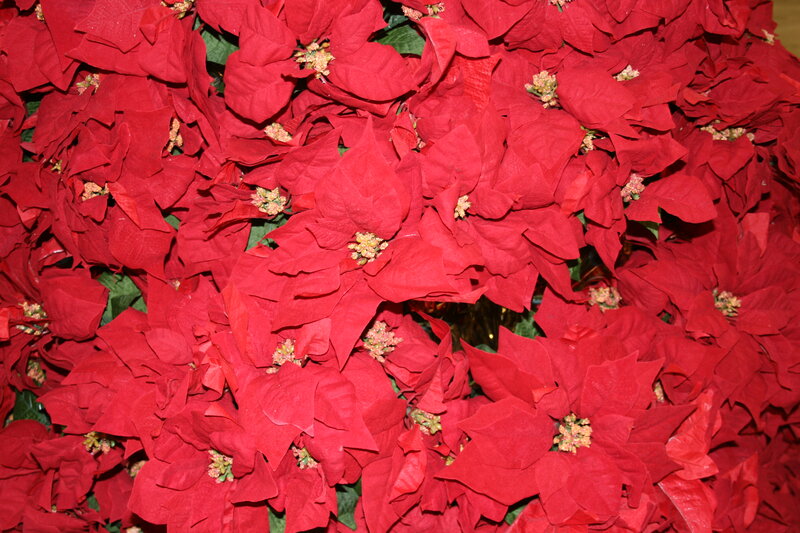 Red Poinsettia Flowers — Festive
