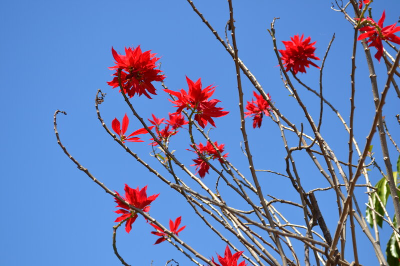 Red Poinsettia Flowers — Serene