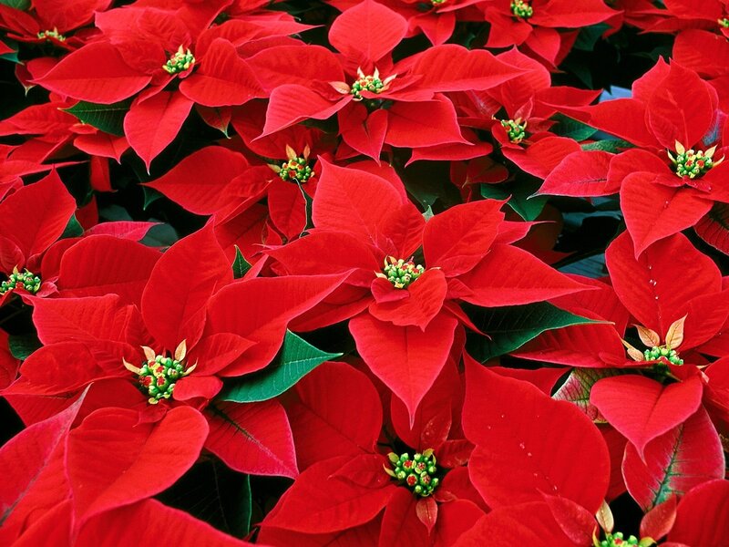 Red poinsettia flowers