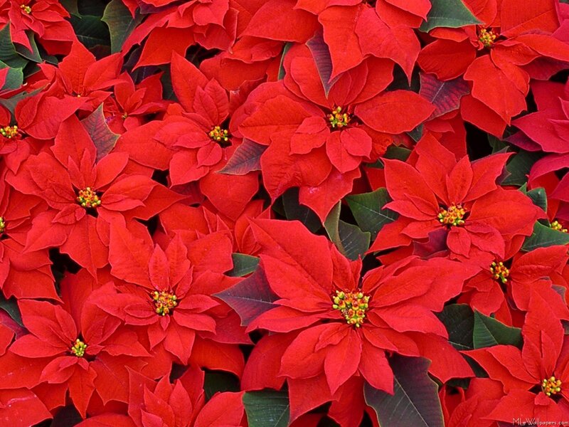 Red Poinsettia Flowers — Vibrant