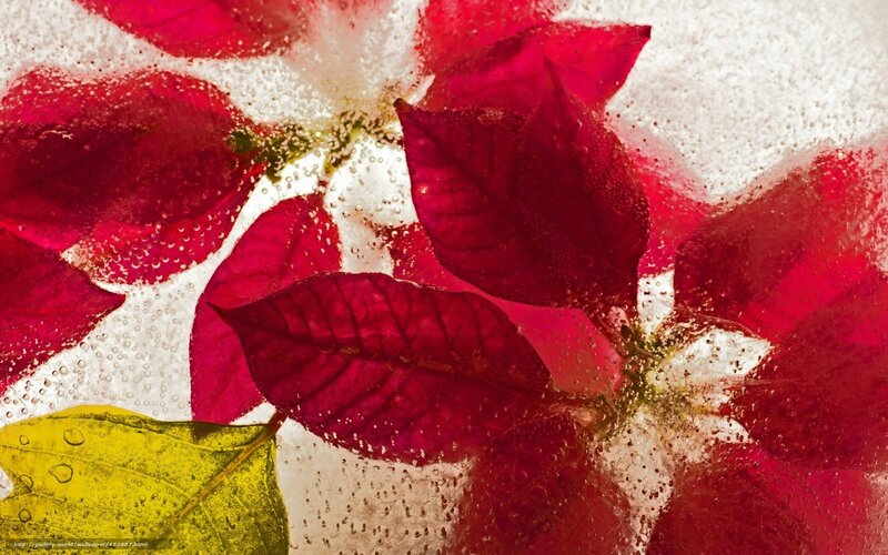 Red poinsettia in ice