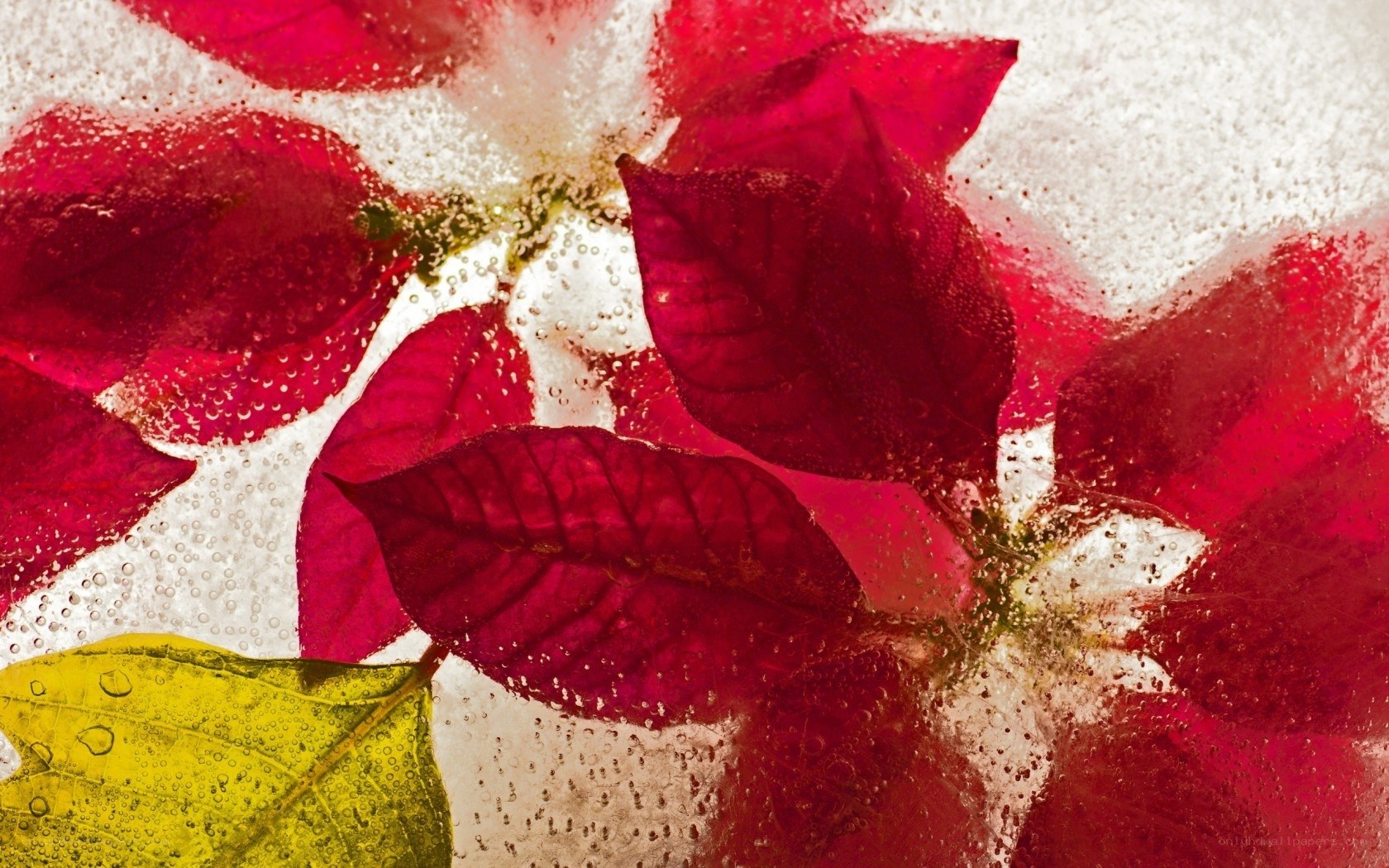 Red poinsettia in ice