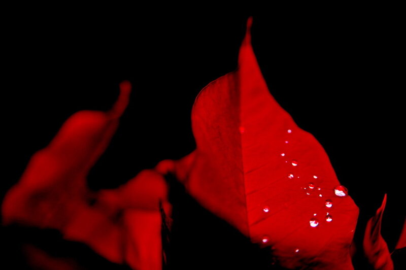 Red Poinsettia Leaf — Dramatic