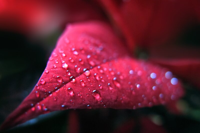 Red Poinsettia Leaf