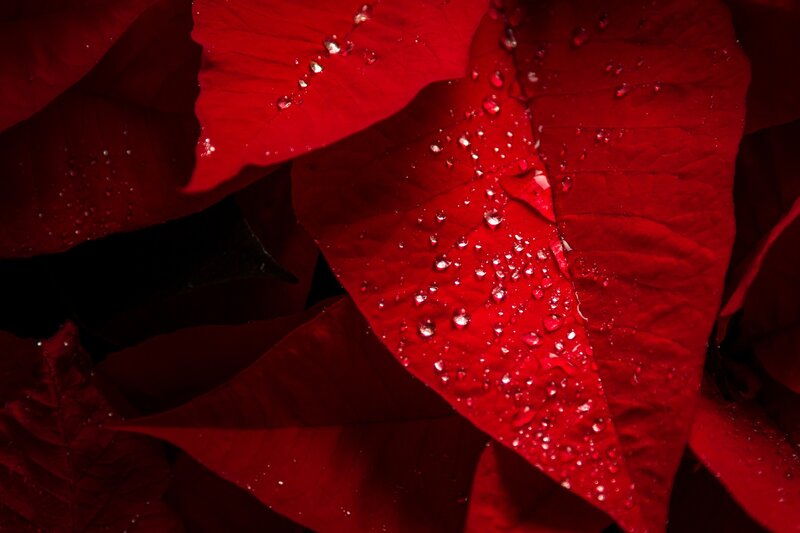 Red Poinsettia Leaves