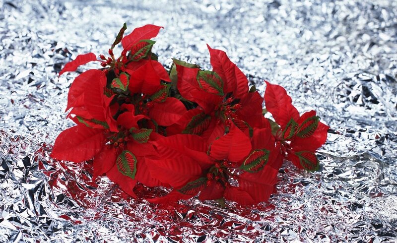 Red poinsettia on silver foil