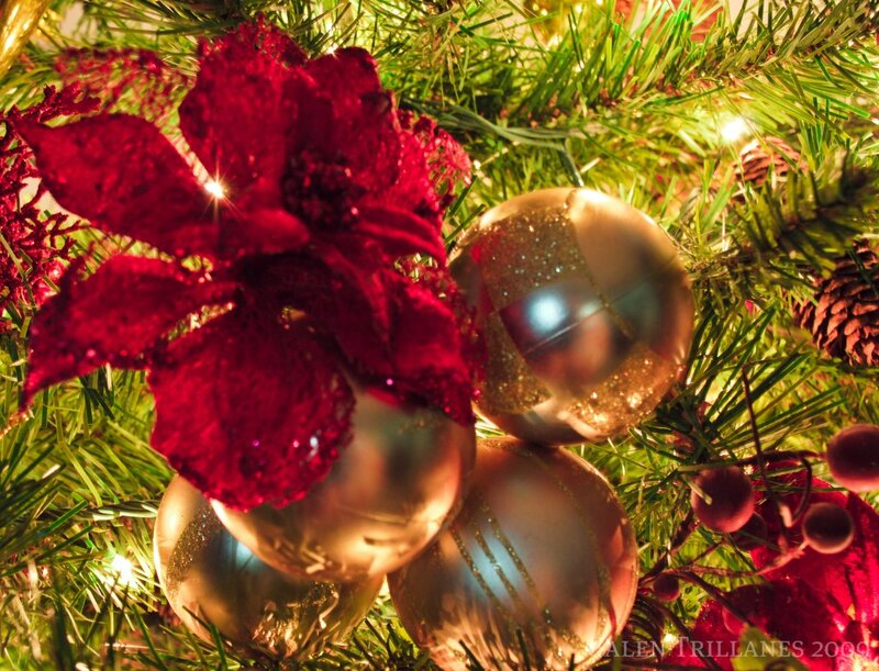 Red Poinsettia on Tree