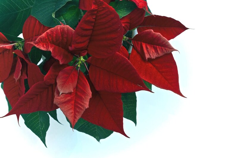 Red poinsettia plant