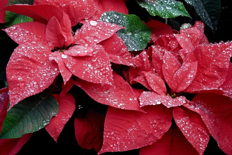 Red poinsettia with water droplets