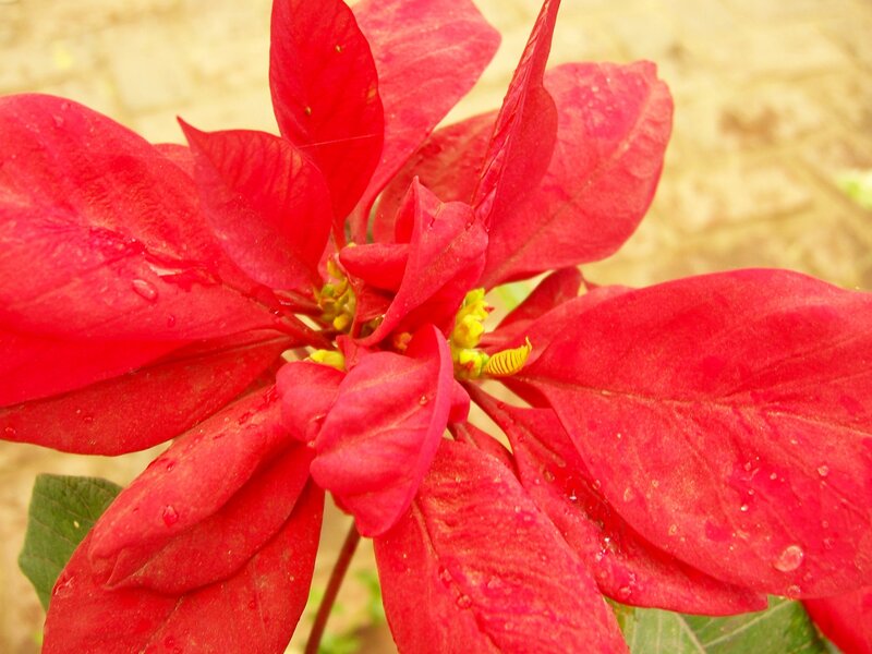 Red poinsettia with water droplets