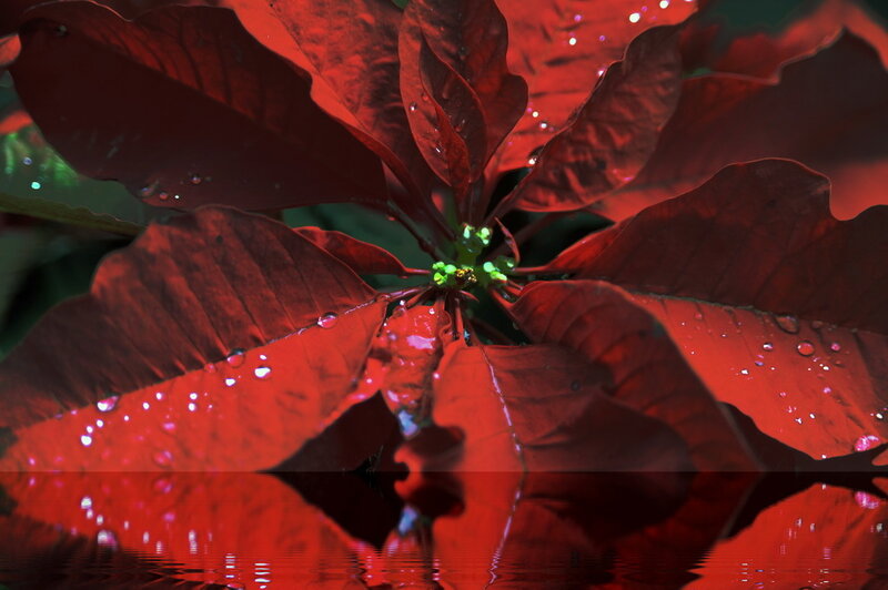 Red poinsettia with water droplets