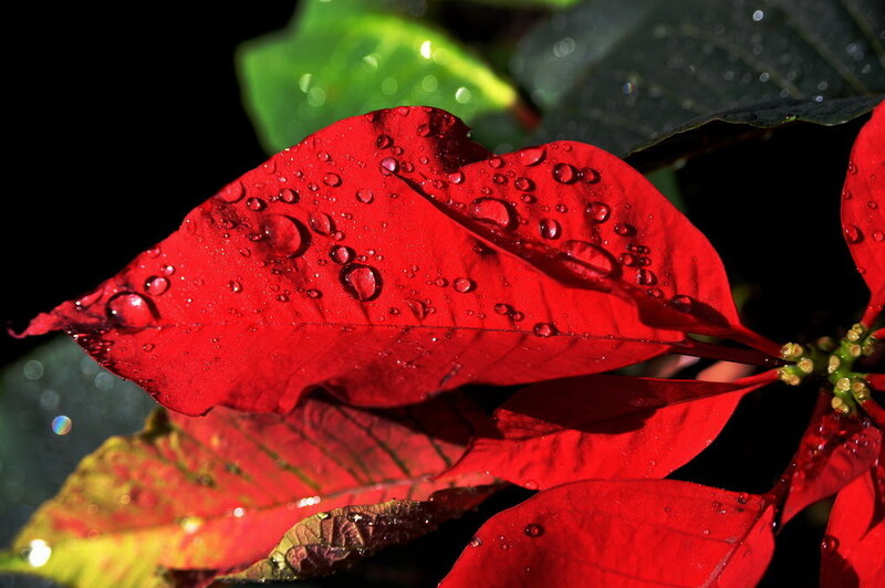 Red poinsettia with water droplets