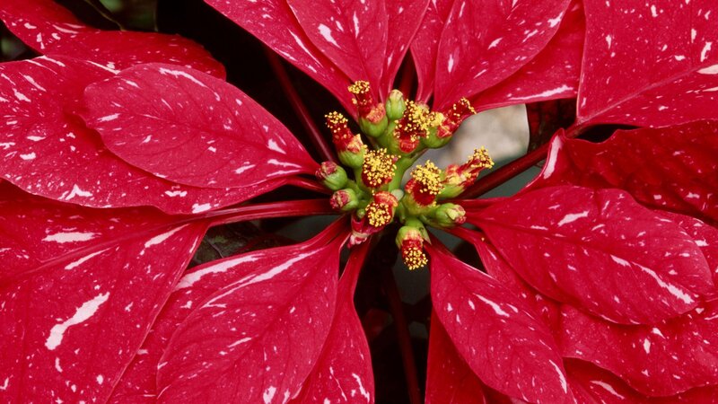 Red poinsettia with white speckles
