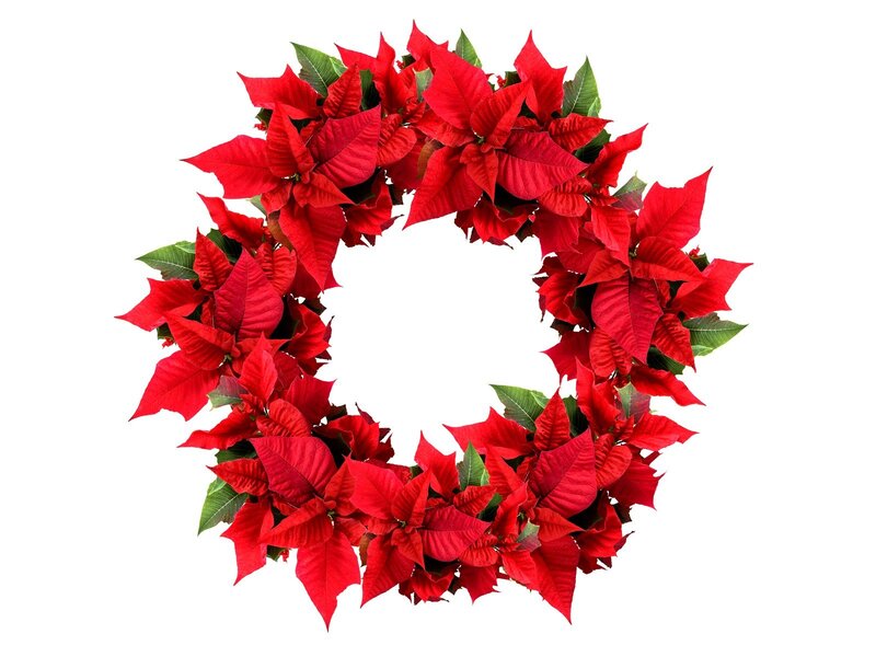 Red Poinsettia Wreath — Festive