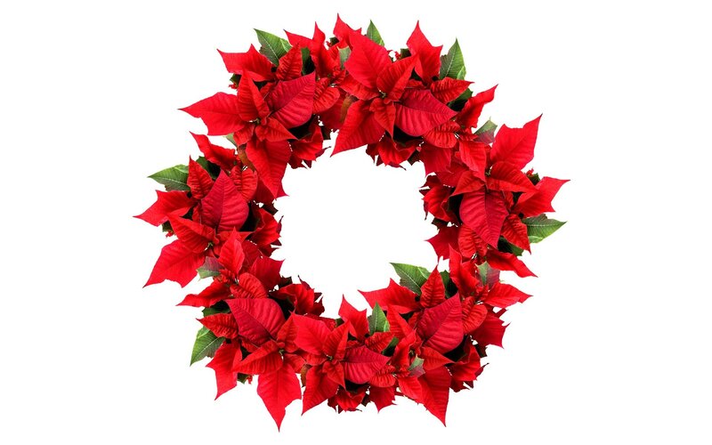 red poinsettia wreath