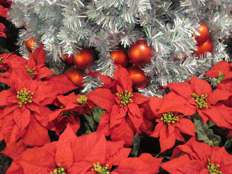 Red Poinsettias and Ornaments — Festive
