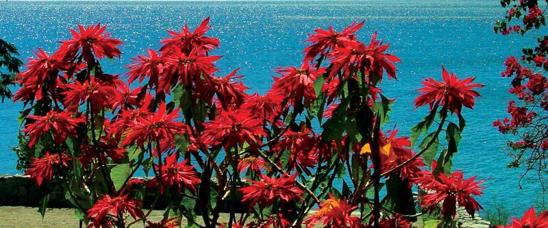 Red poinsettias by the sea