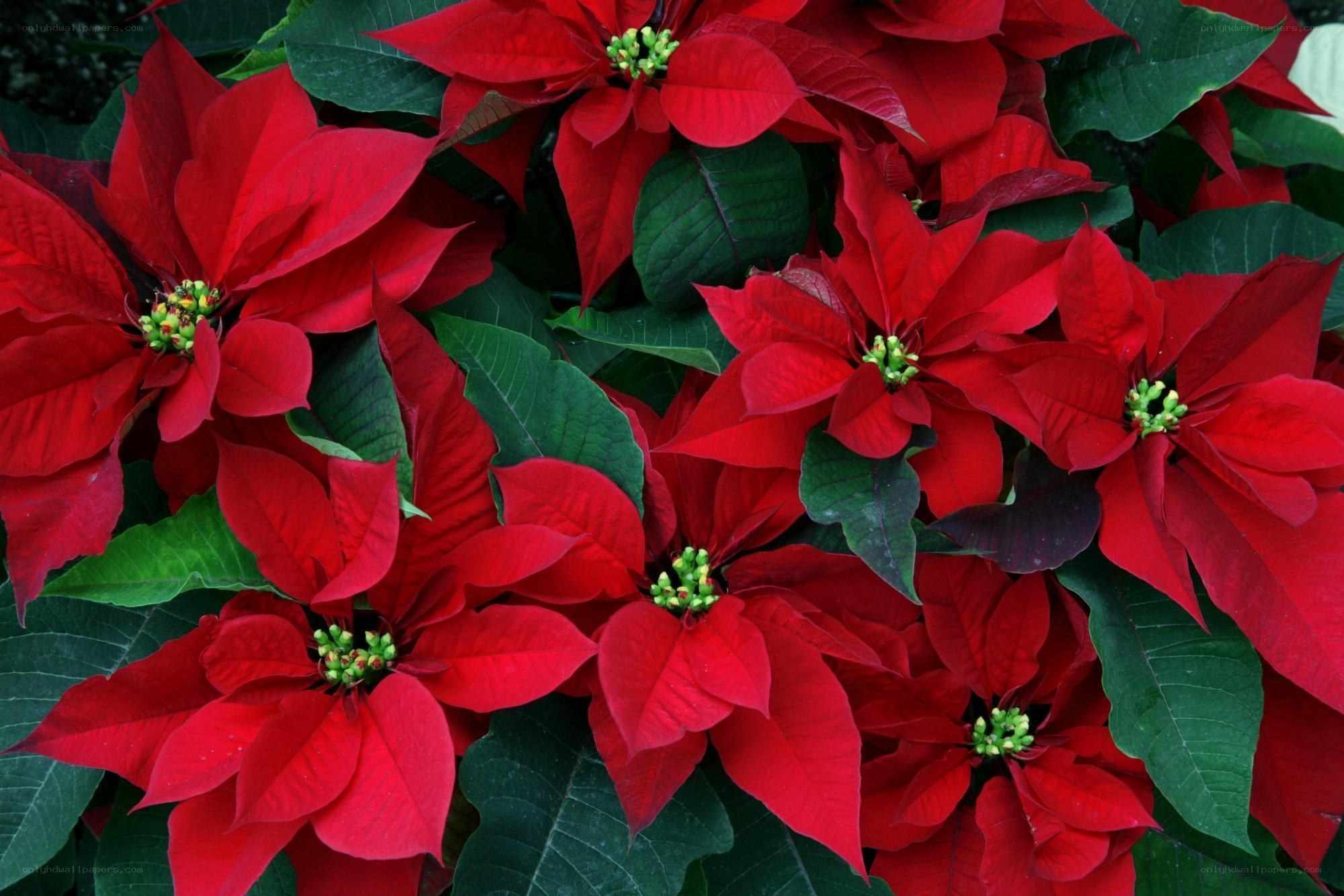 Red poinsettias in bloom