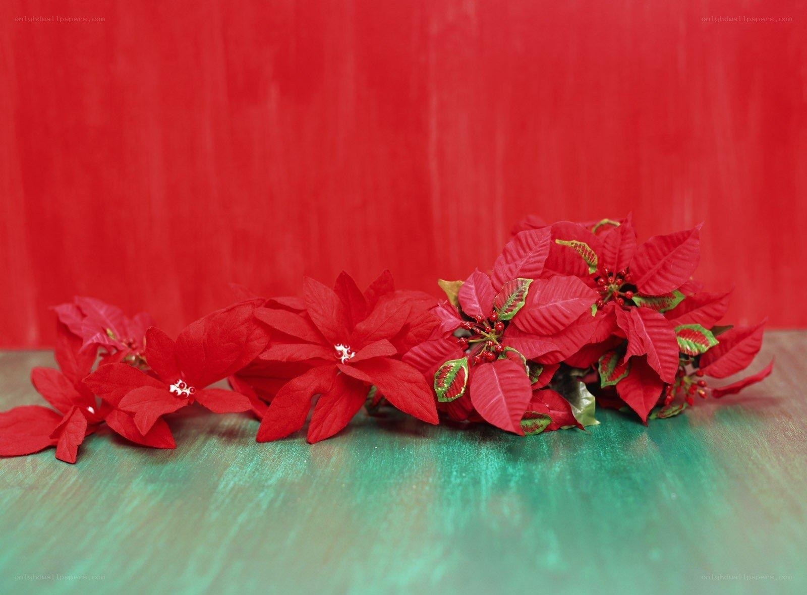 Red poinsettias on green surface