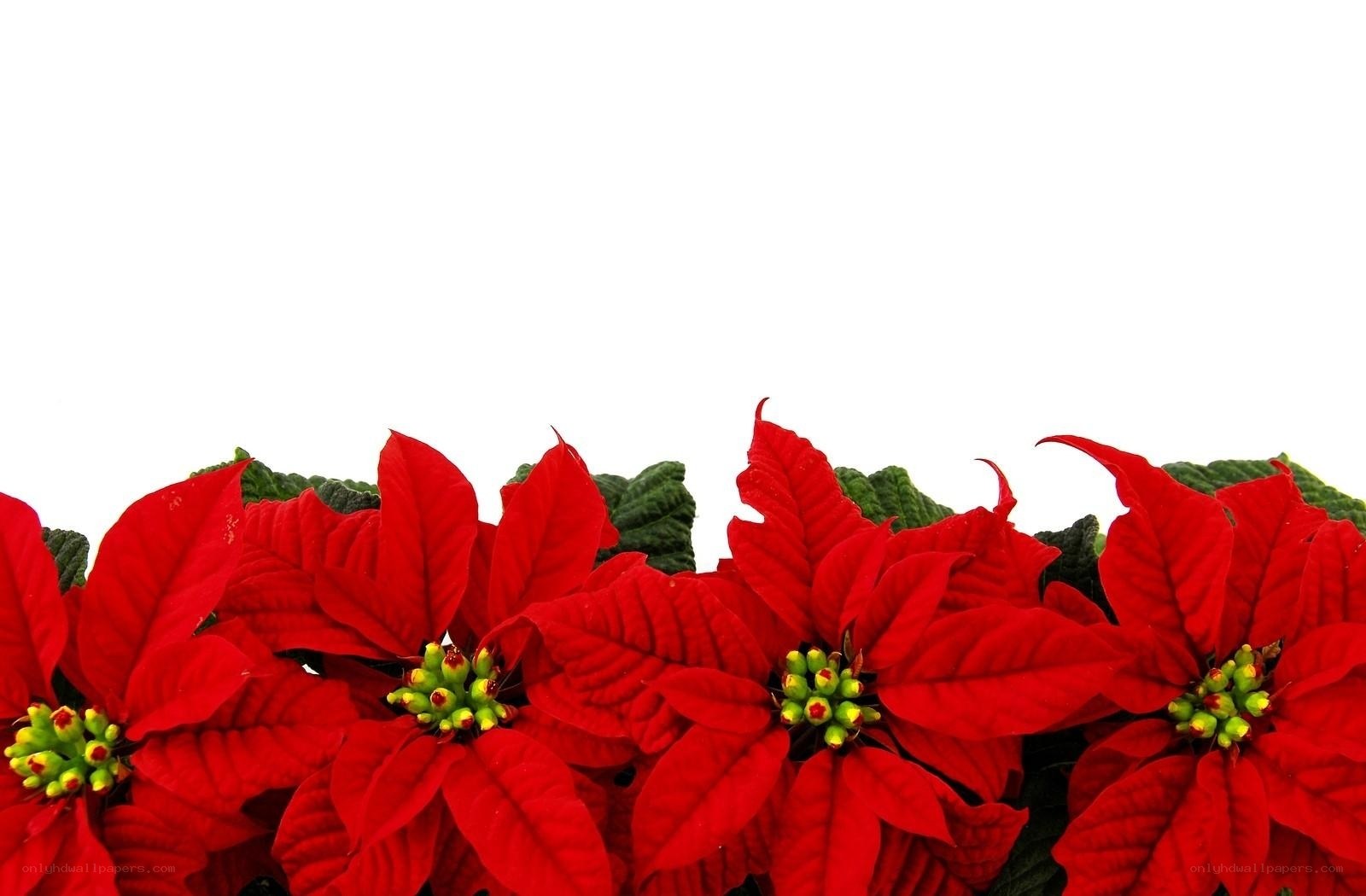 Red poinsettias on white