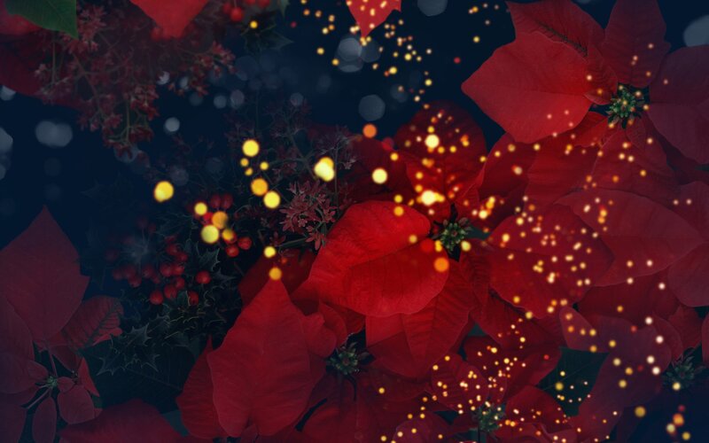 Red poinsettias with glowing lights