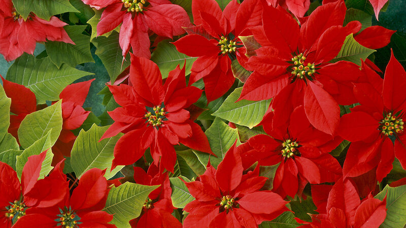 Red poinsettias with green leaves