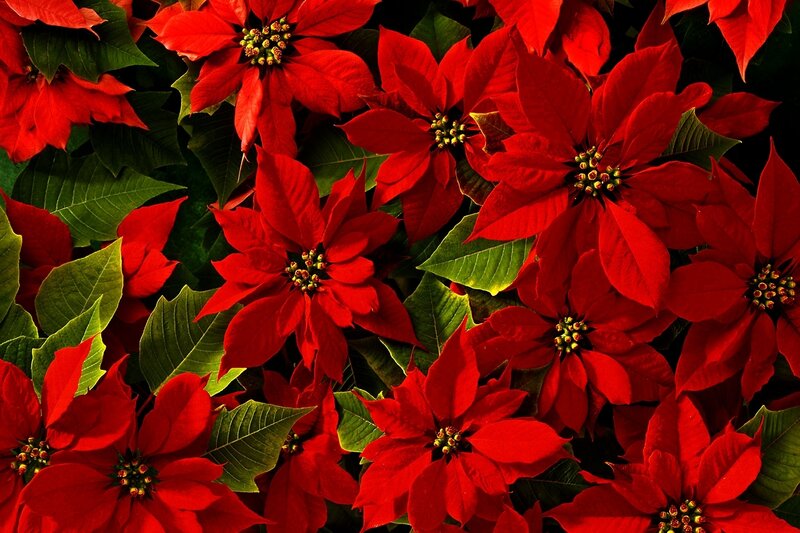 Red poinsettias with green leaves