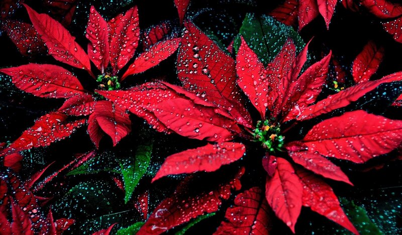 Red poinsettias with water droplets