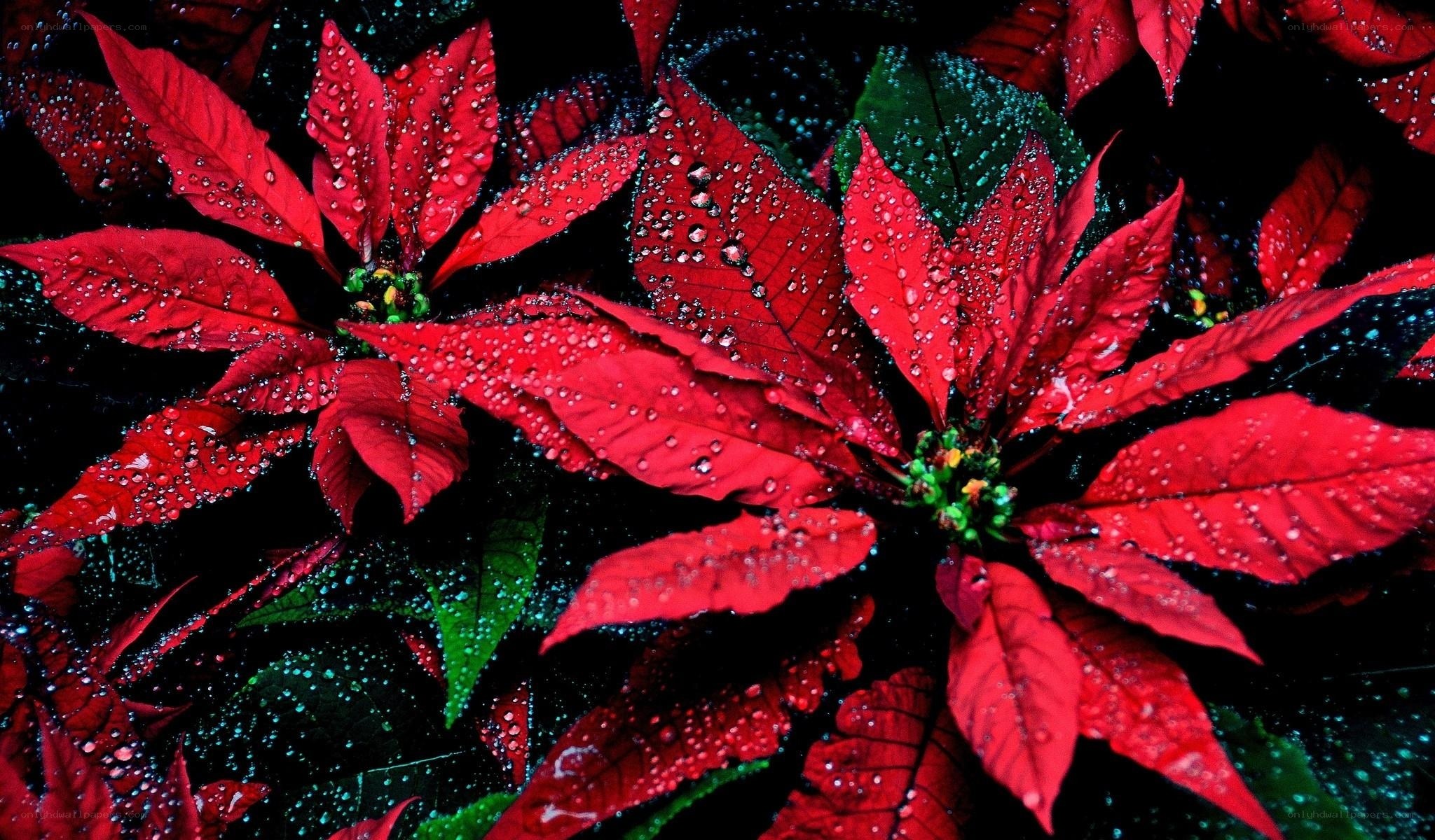 Red poinsettias with water droplets