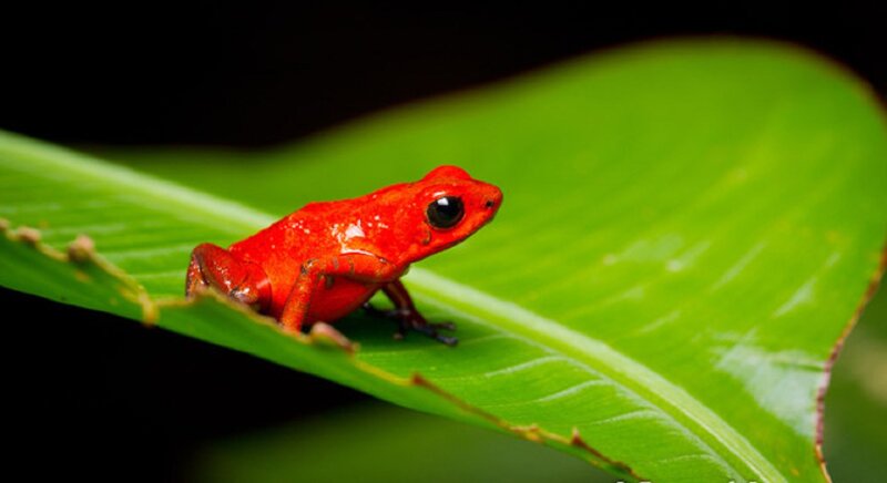 Red Poison Dart Frog — Calm