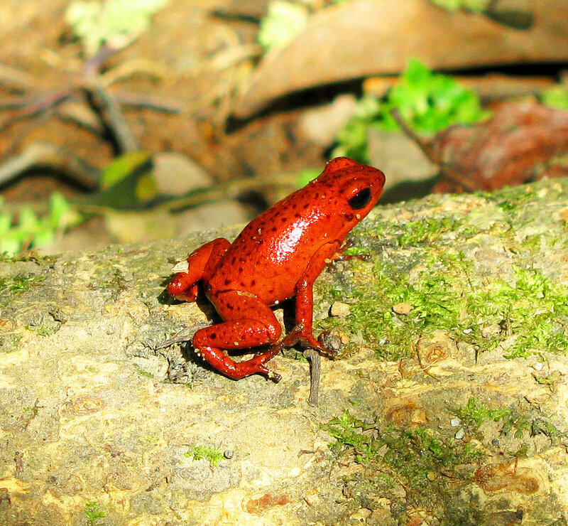 Red Poison Dart Frog — Natural, Afternoon