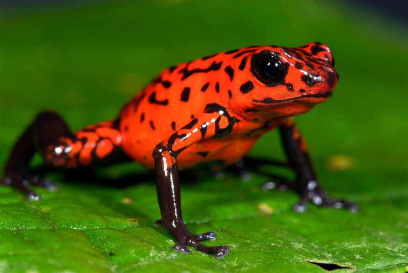 Red Poison Dart Frog — Natural, Photograph, Leaf