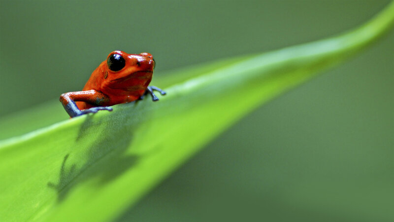 Red Poison Dart Frog — Natural, Photograph