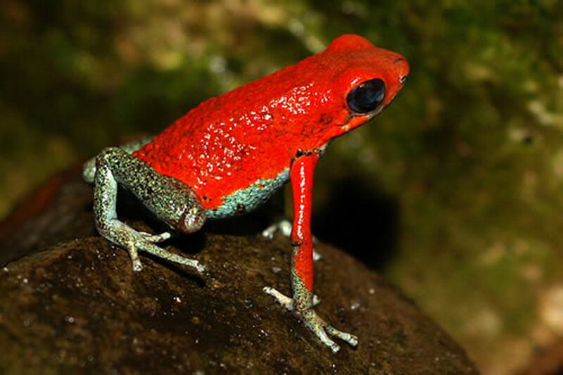 Red Poison Dart Frog — Natural