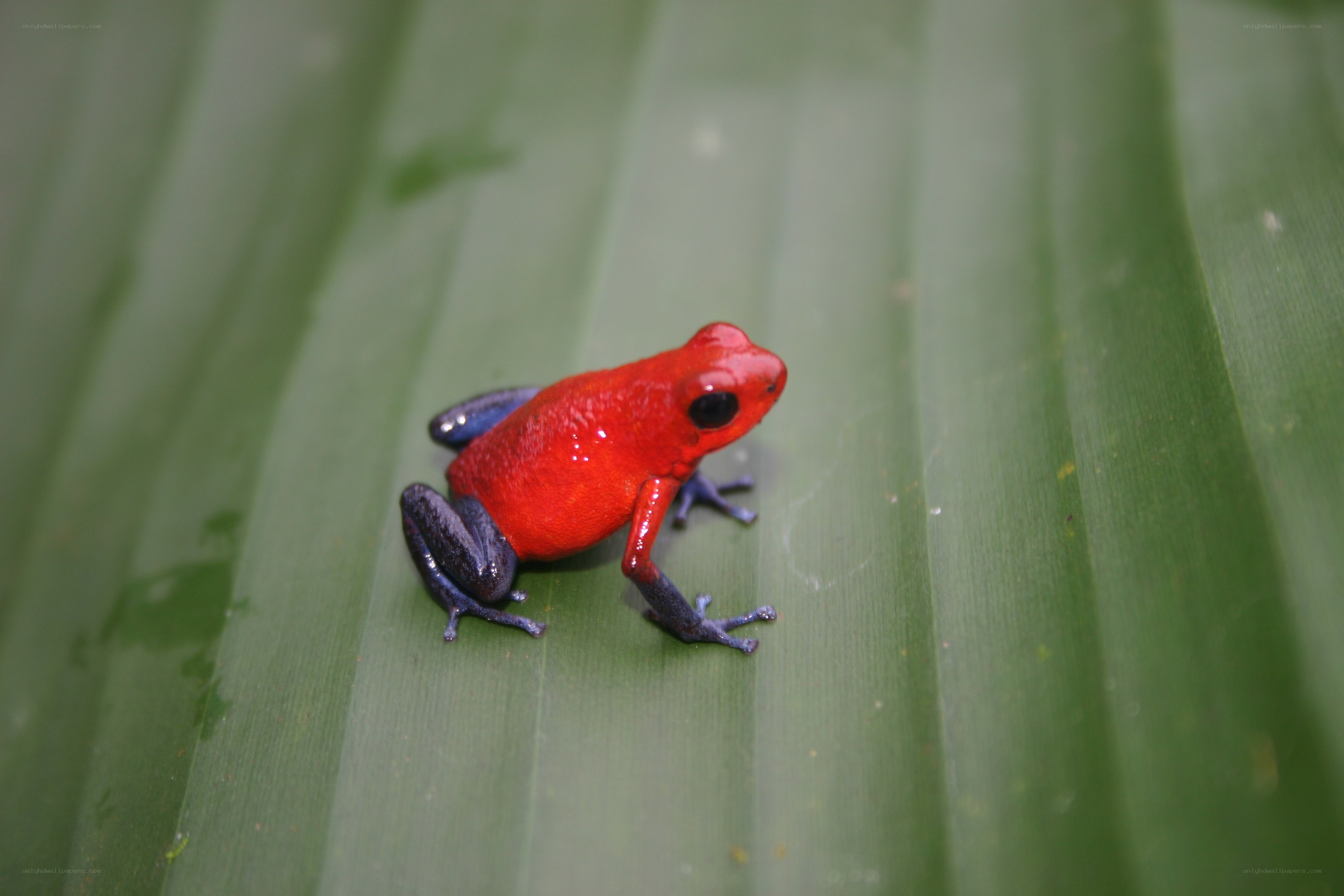 Red poison dart frog on leaf