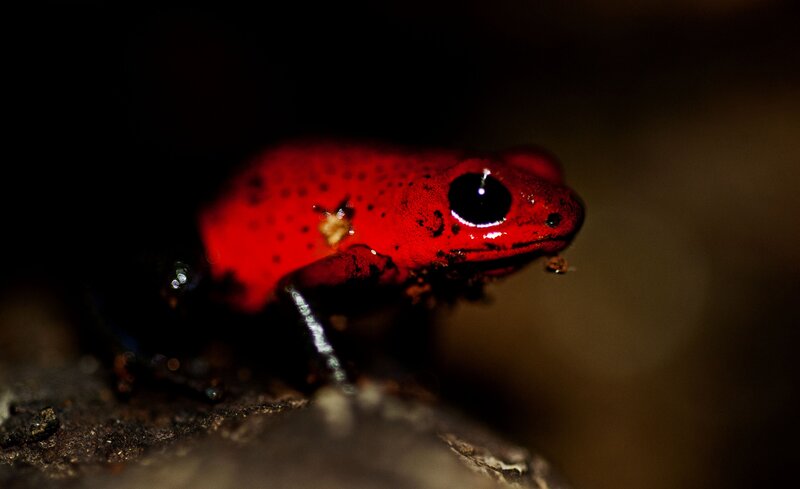 Red poison dart frog