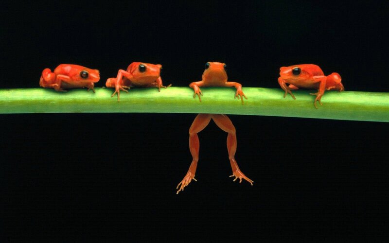 Red Poison Dart Frogs — Dramatic