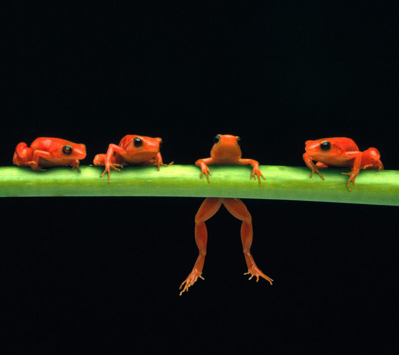 Red Poison Dart Frogs
