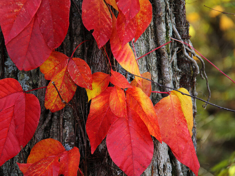 Red Poison Ivy Leaves