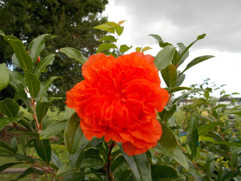 Red Pomegranate Flower — Calm, Afternoon