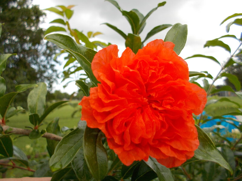 Red Pomegranate Flower — Calm