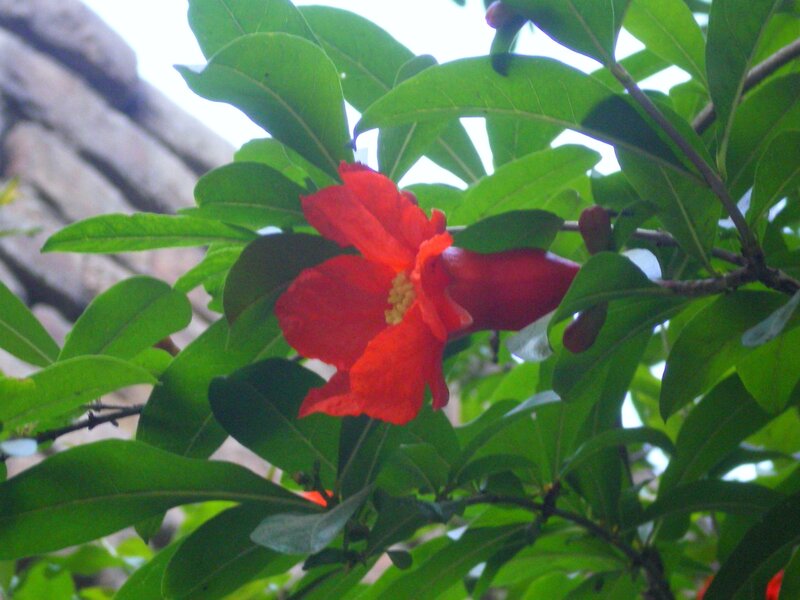 Red Pomegranate Flower