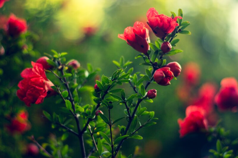 Red Pomegranate Flowers — Serene