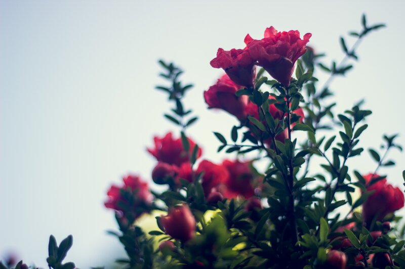 Red Pomegranate Flowers