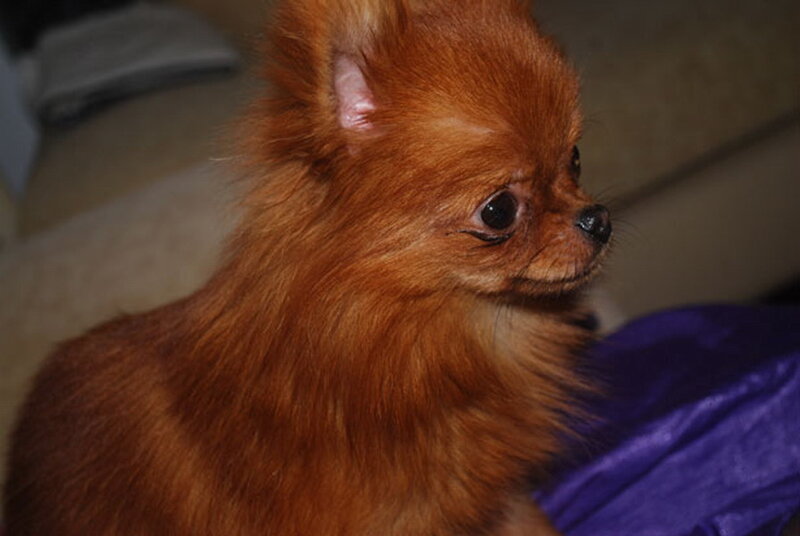 Red Pomeranian Dog