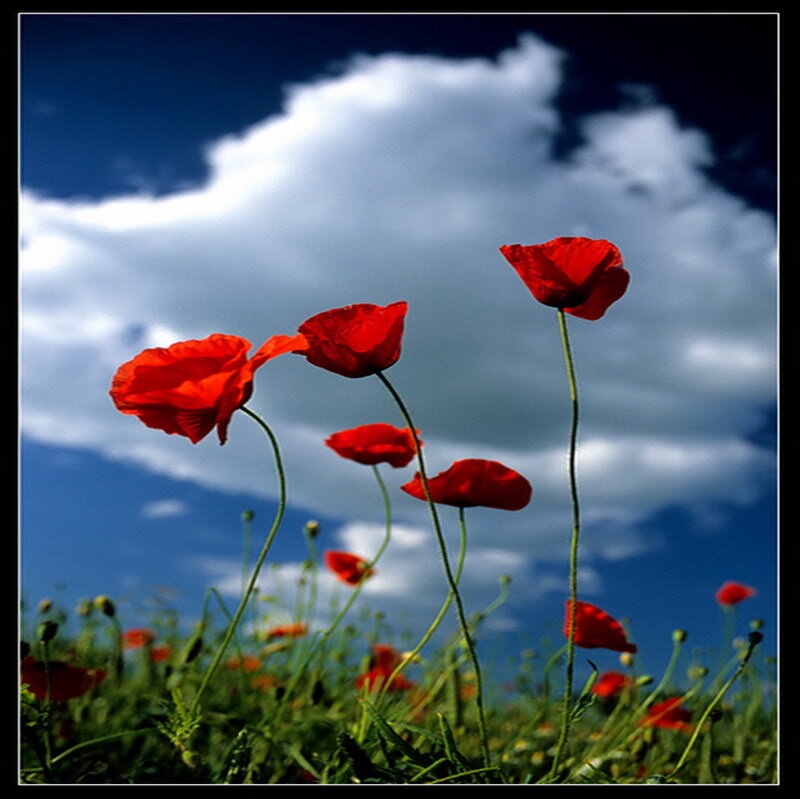 Red poppies against a blue sky
