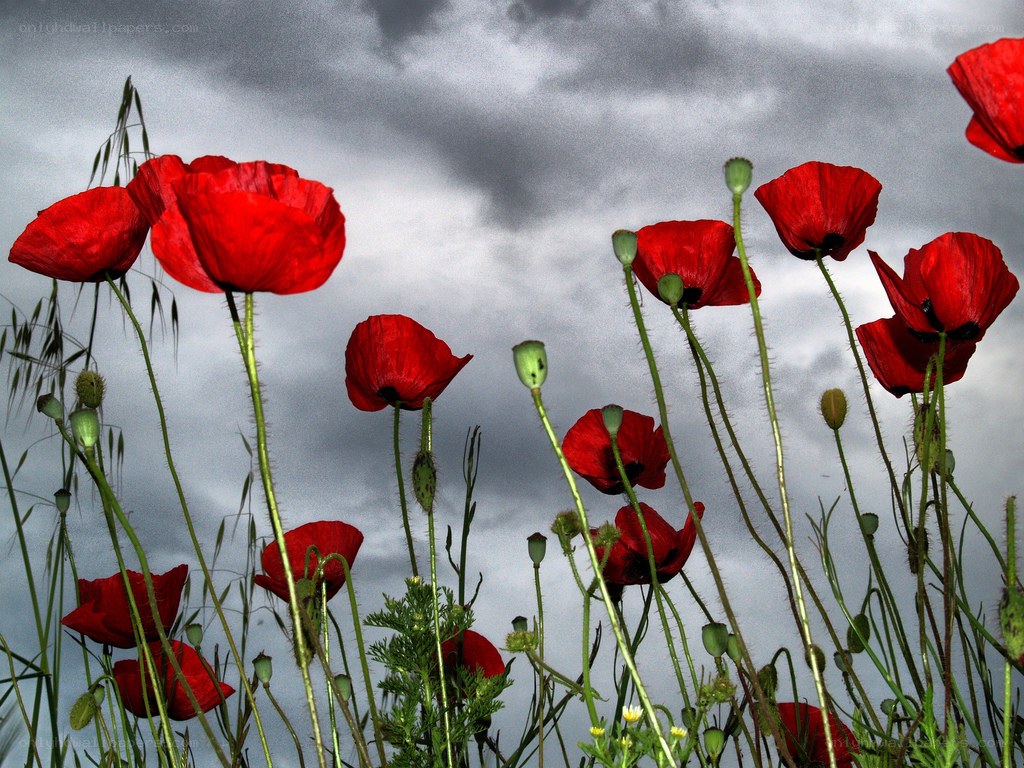 Red poppies against a cloudy sky