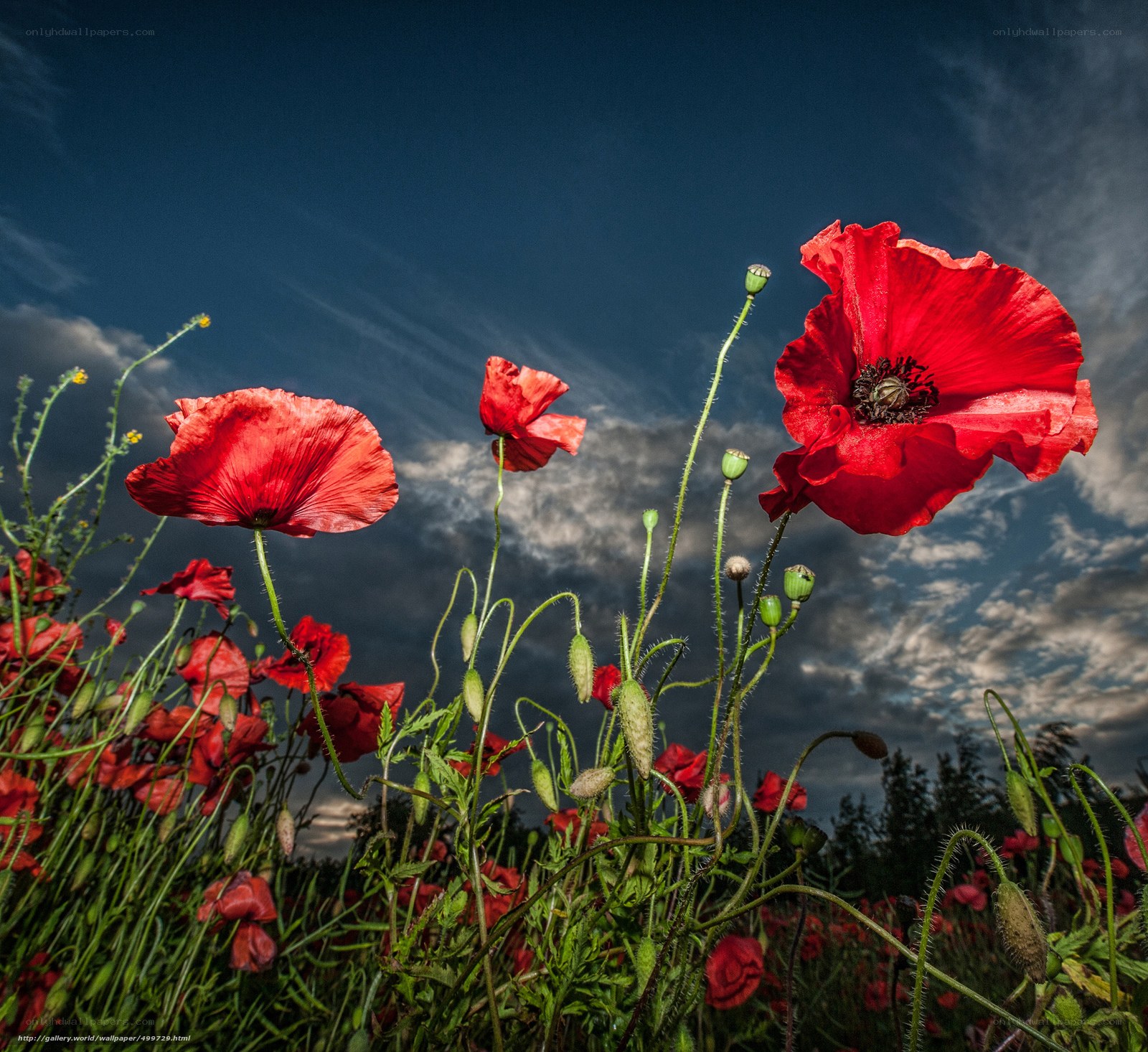 Red poppies against a stormy sky