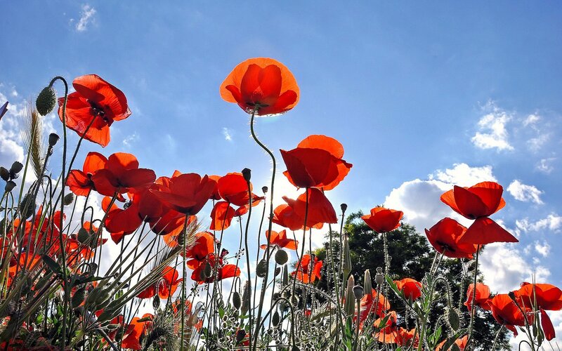 Red poppies against blue sky